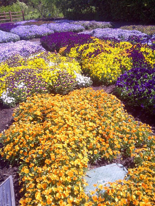 st louis botanical gardens