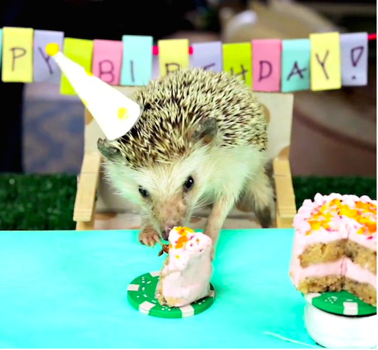 happy birthday hedgehog