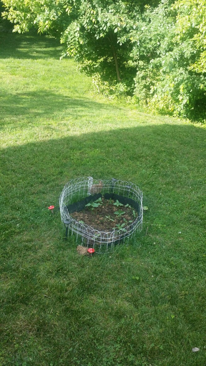 20150604_170459.jpg image