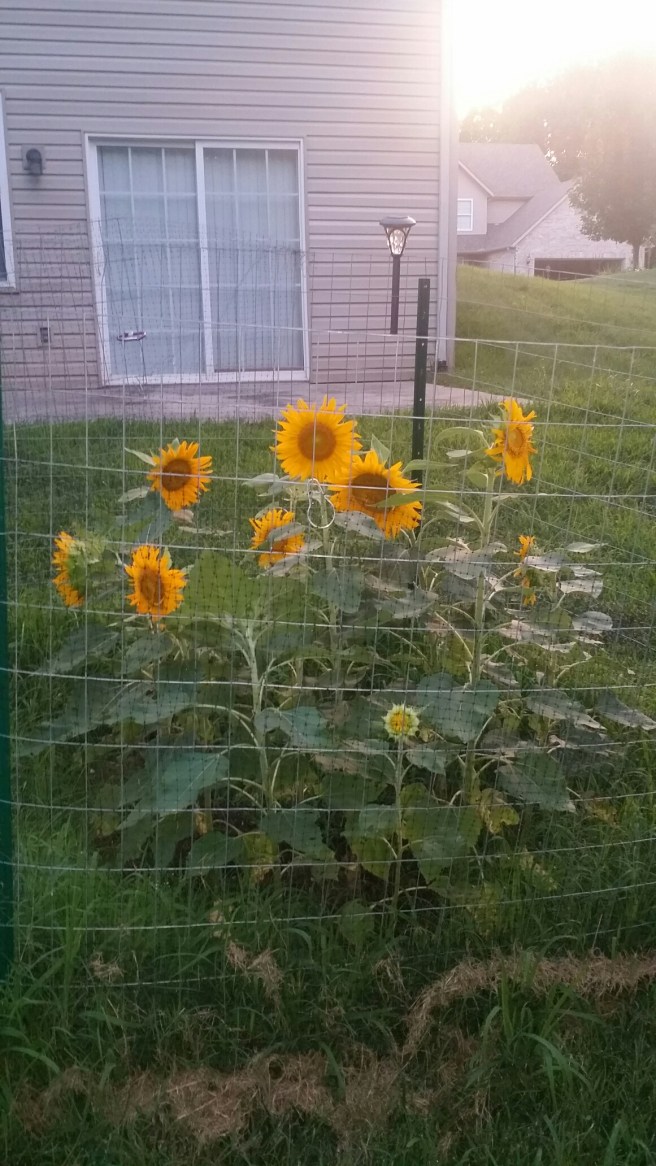 20150730_202040.jpg image